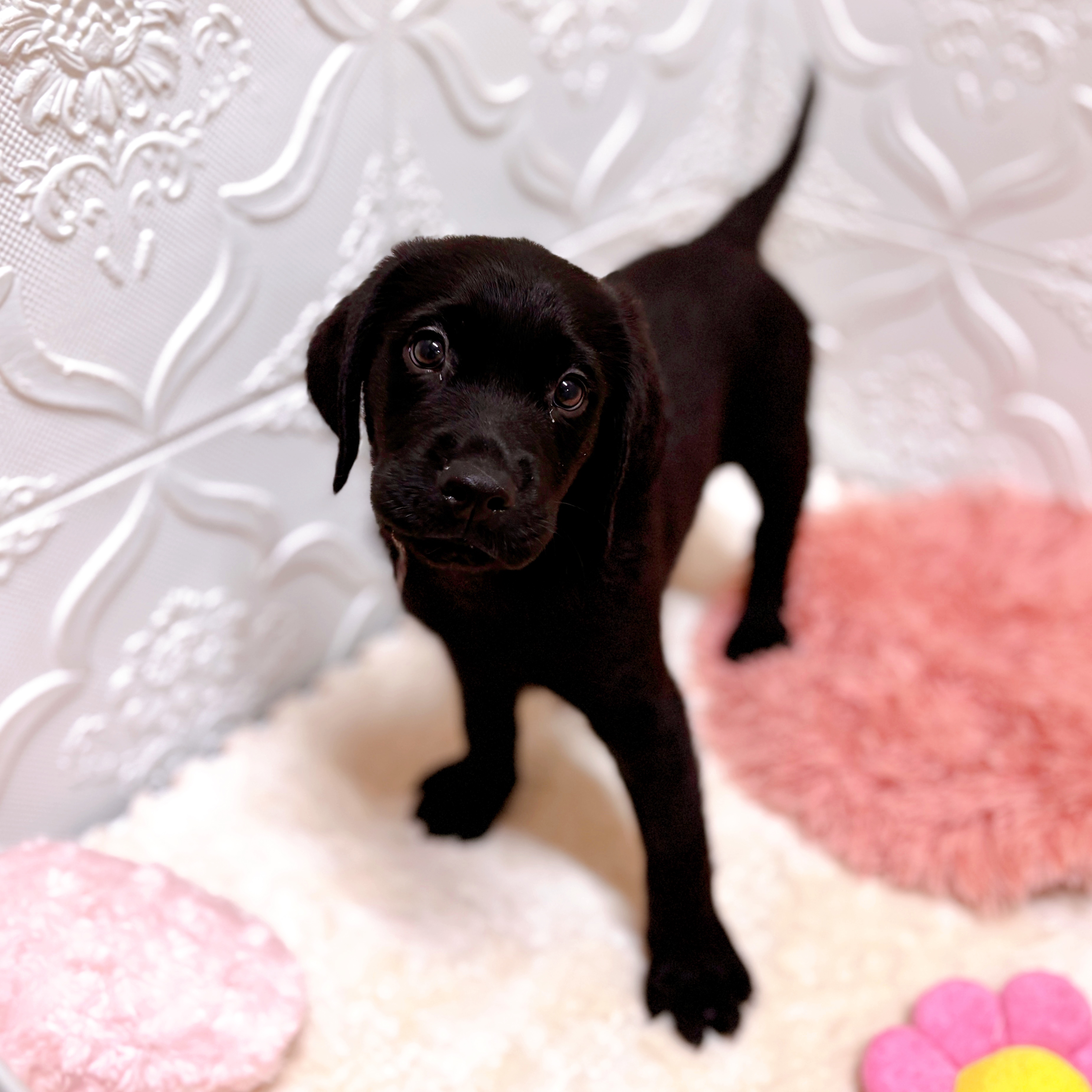 愛知県のハーフ犬・ミックス犬 (犬の家＆猫の里岡崎店/2026年5月27日生まれ/男の子/ブラック)の子犬の3枚目の画像