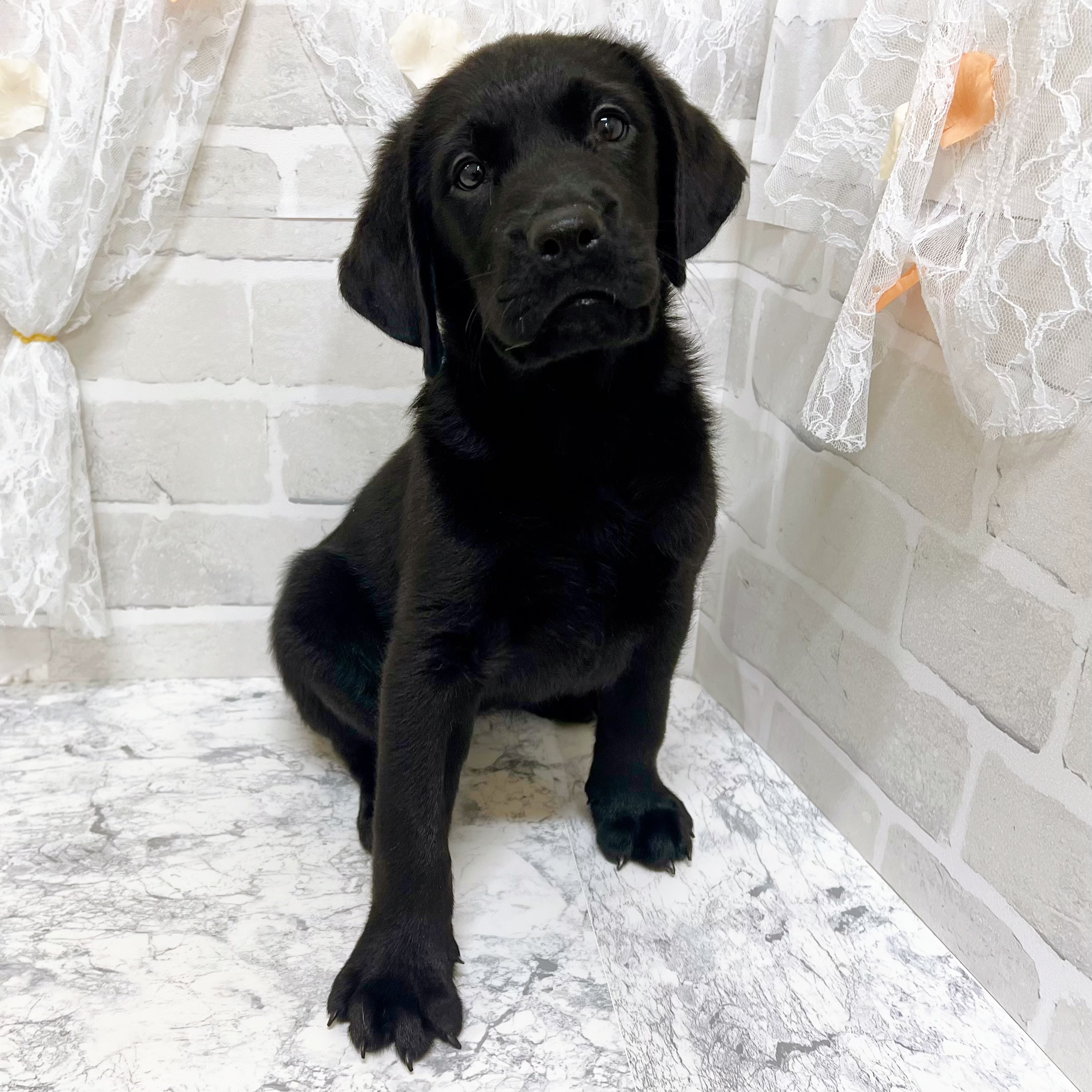 京都府のハーフ犬・ミックス犬 (犬の家＆猫の里京都精華店/2026年5月27日生まれ/女の子/ブラック)の子犬の3枚目の画像