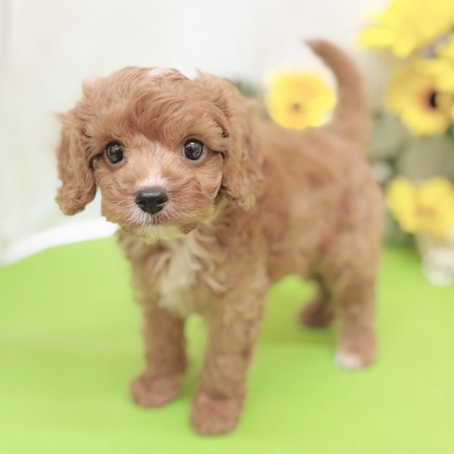 静岡県のキャバプー(キャバリア×プードル) (犬の家＆猫の里藤枝店/2026年5月28日生まれ/男の子/レッドホワイト)の子犬の3枚目の画像
