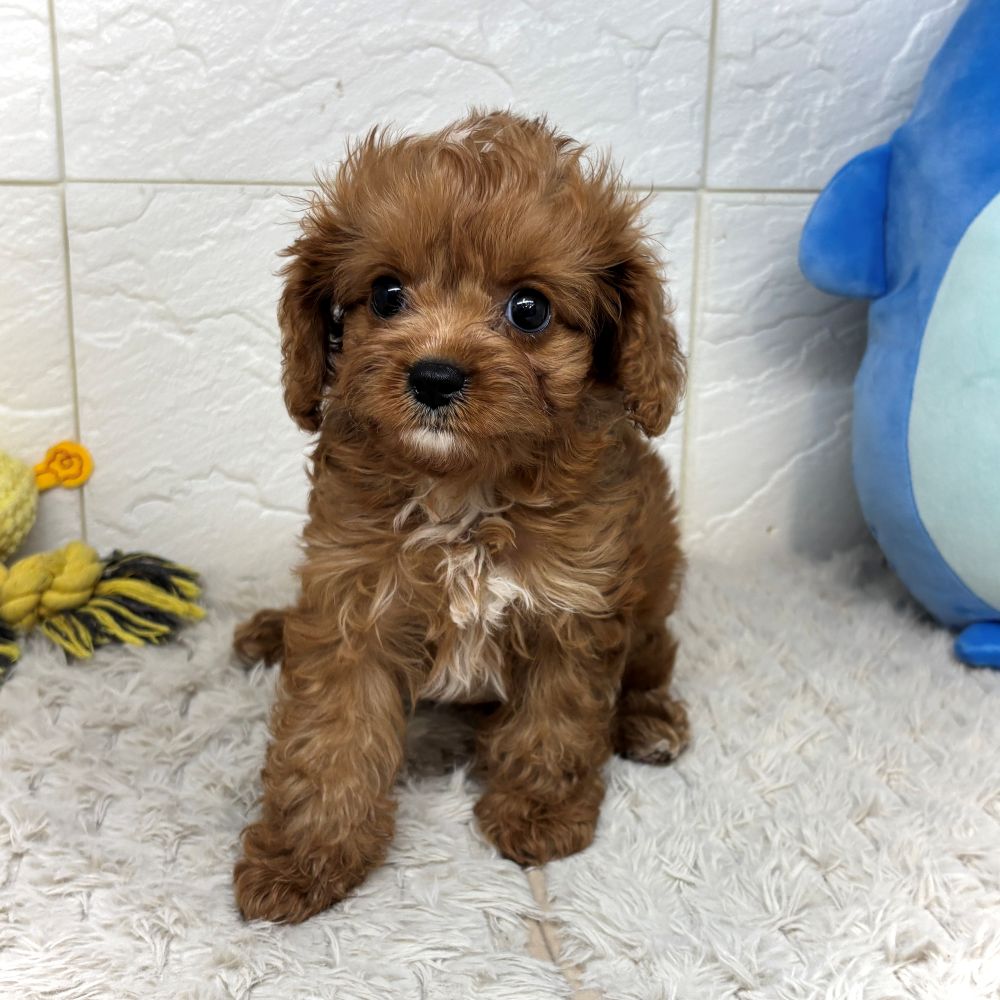兵庫県のキャバプー(キャバリア×プードル) (犬の家＆猫の里ゆめタウン姫路店/2026年5月28日生まれ/女の子/レッドホワイト)の子犬の3枚目の画像
