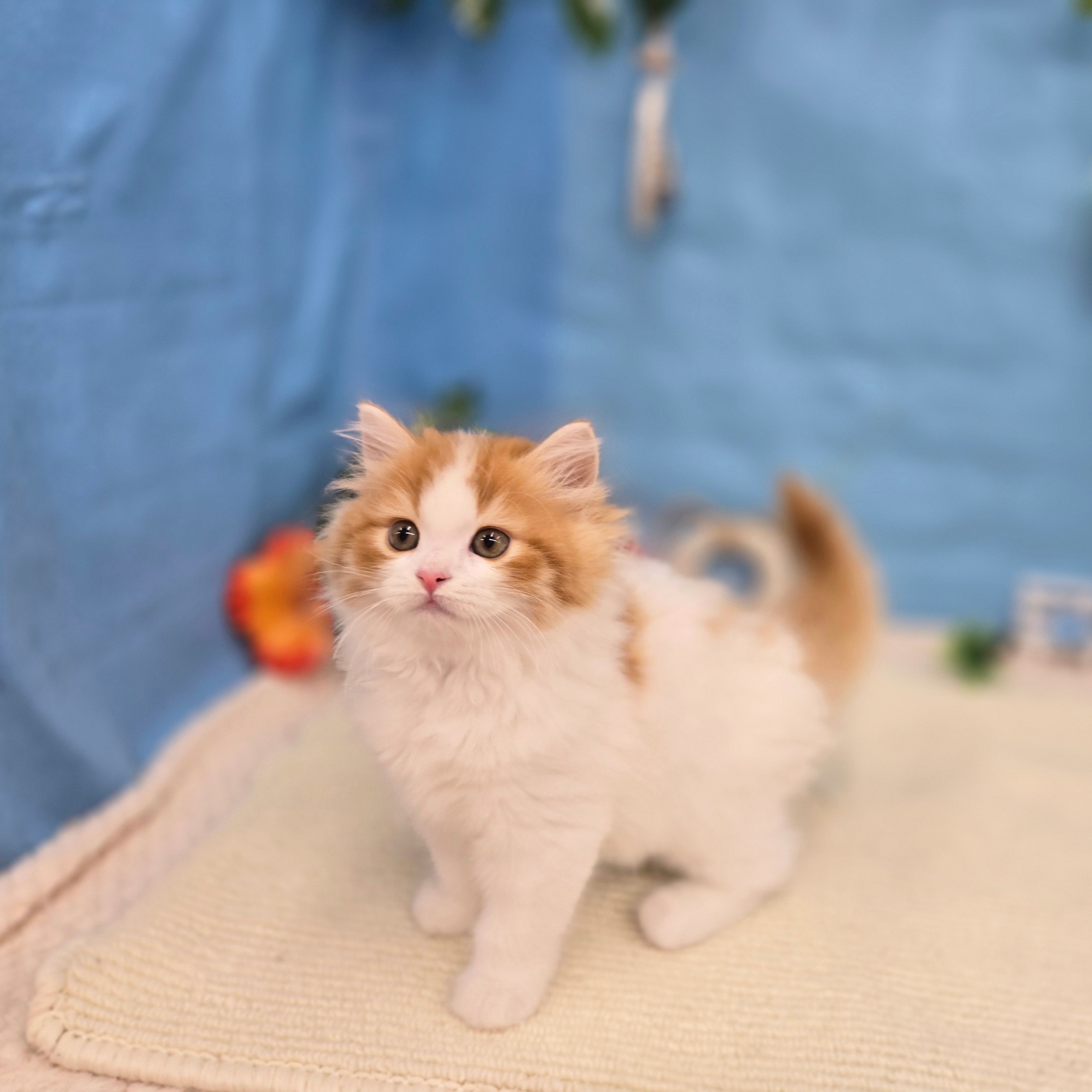 岐阜県のスコティッシュフォールド (犬の家＆猫の里岐南店/2026年5月24日生まれ/男の子/レッドタビーホワイト)の子猫の3枚目の画像