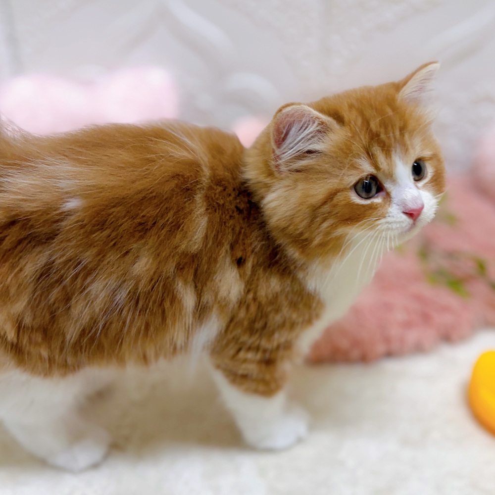 愛知県のスコティッシュフォールド (犬の家＆猫の里岡崎店/2026年5月24日生まれ/男の子/レッドタビーホワイト)の子猫の3枚目の画像