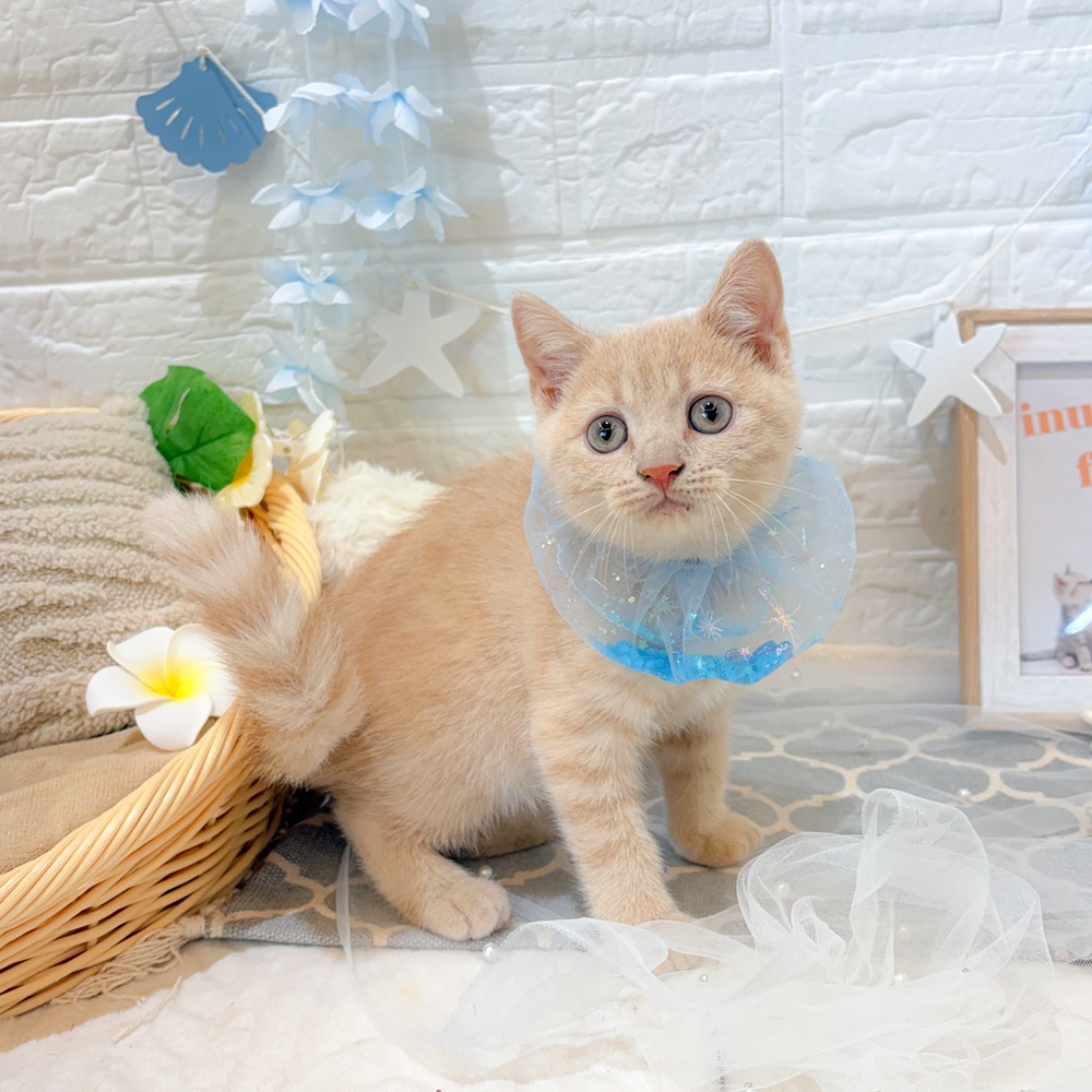 静岡県のブリティッシュショートヘアー (犬の家＆猫の里富士店/2026年5月23日生まれ/男の子/クリームタビー)の子猫の3枚目の画像