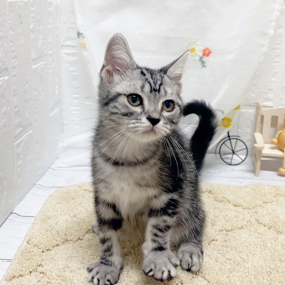 岡山県のアメリカンショートヘアー (犬の家＆猫の里岡山店/2026年5月29日生まれ/男の子/シルバータビー)の子猫の3枚目の画像