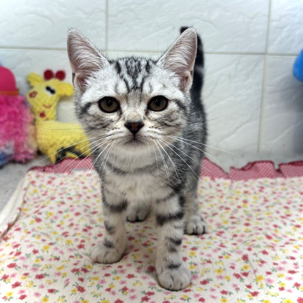 兵庫県のアメリカンショートヘアー (犬の家＆猫の里ゆめタウン姫路店/2026年5月29日生まれ/女の子/シルバータビー)の子猫の3枚目の画像