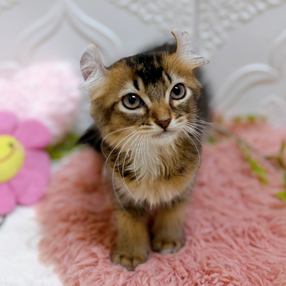 愛知県のキンカロー (犬の家＆猫の里岡崎店/2026年5月28日生まれ/女の子/ブラウンタビーホワイト)の子猫の3枚目の画像