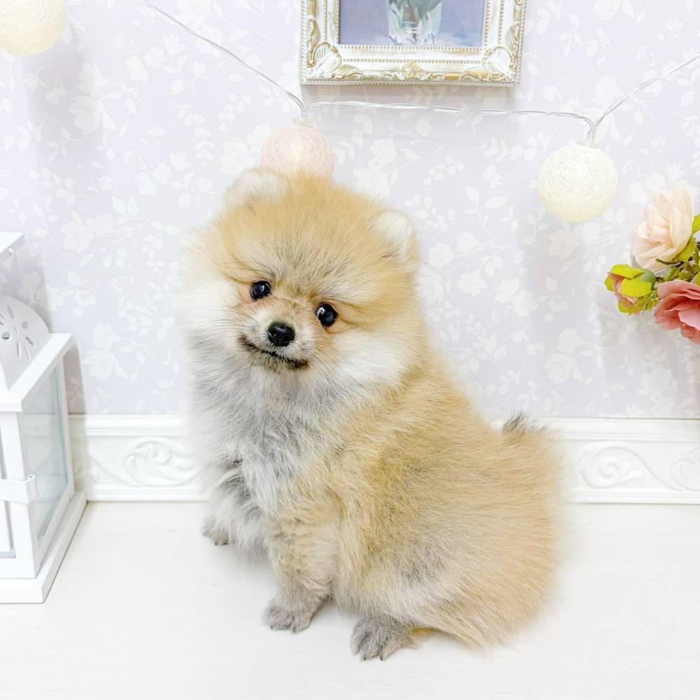 富山県のポメラニアン (犬の家＆猫の里アミーゴ山室店/2026年5月29日生まれ/女の子/オレンジ)の子犬の3枚目の画像