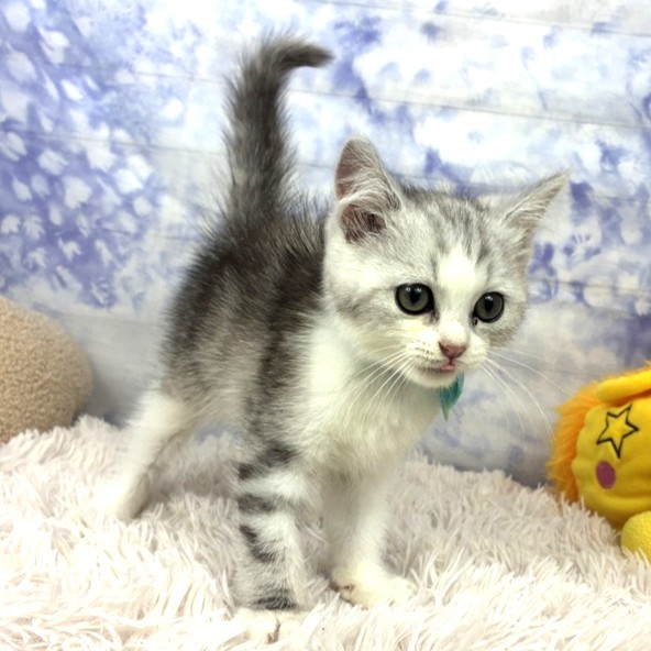 兵庫県のミヌエット (犬の家＆猫の里川西店/2026年5月20日生まれ/男の子/シルバータビーホワイト)の子猫の3枚目の画像