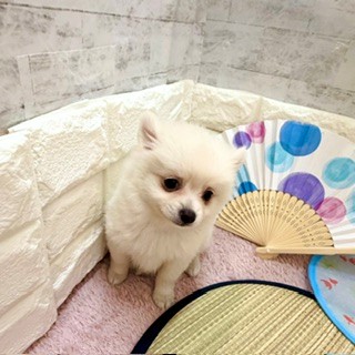 静岡県のポメチワ/チワポメ/ポメチー(ポメラニアン×チワワ) (犬の家＆猫の里プレ葉ウォーク浜北店/2026年5月28日生まれ/女の子/クリーム)の子犬の3枚目の画像