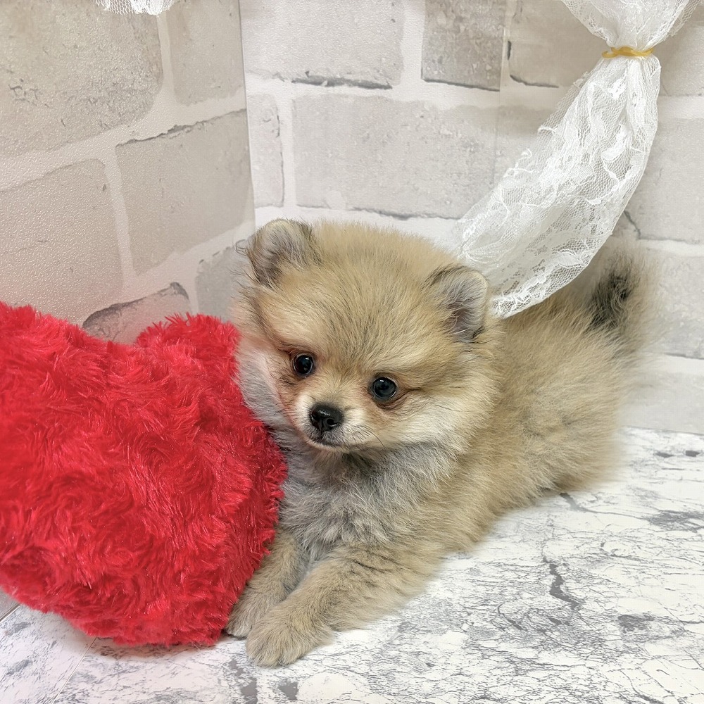 京都府のポメチワ/チワポメ/ポメチー(ポメラニアン×チワワ) (犬の家＆猫の里京都精華店/2026年5月28日生まれ/男の子/フォーン)の子犬の3枚目の画像
