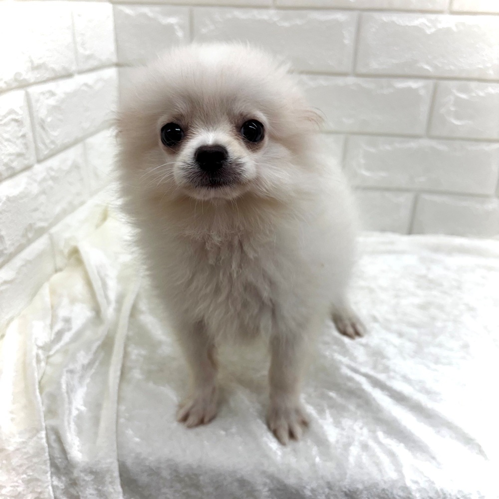 愛知県のポメチワ/チワポメ/ポメチー(ポメラニアン×チワワ) (犬の家＆猫の里名古屋天白店/2026年5月29日生まれ/男の子/クリームホワイト)の子犬の3枚目の画像