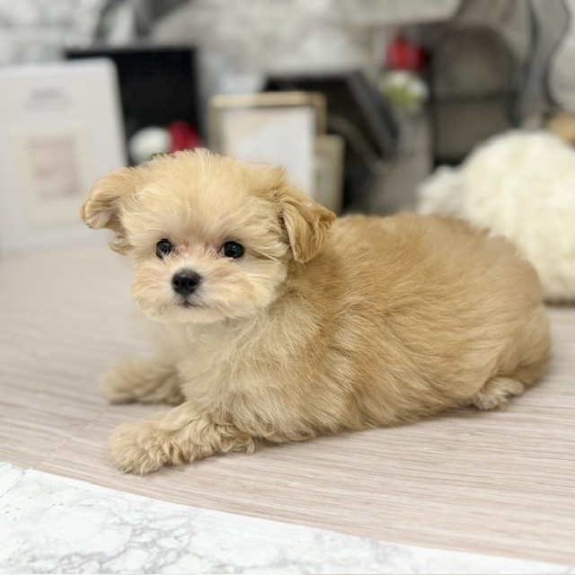 千葉県のマルプー(マルチーズ×プードル) (犬の家＆猫の里ワンズモール稲毛店/2026年5月29日生まれ/男の子/アプリコットホワイト)の子犬の3枚目の画像