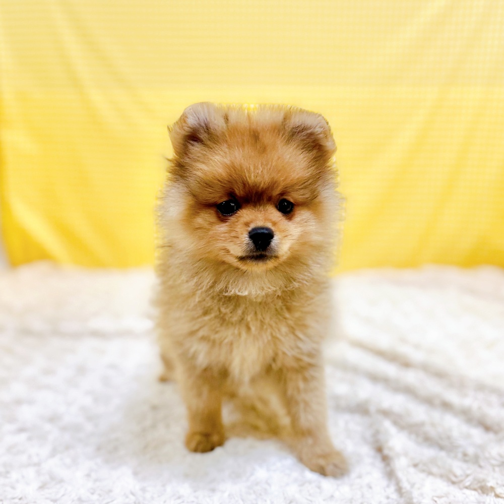 愛知県のポメラニアン (犬の家＆猫の里一宮店/2026年5月31日生まれ/女の子/オレンジ)の子犬の3枚目の画像