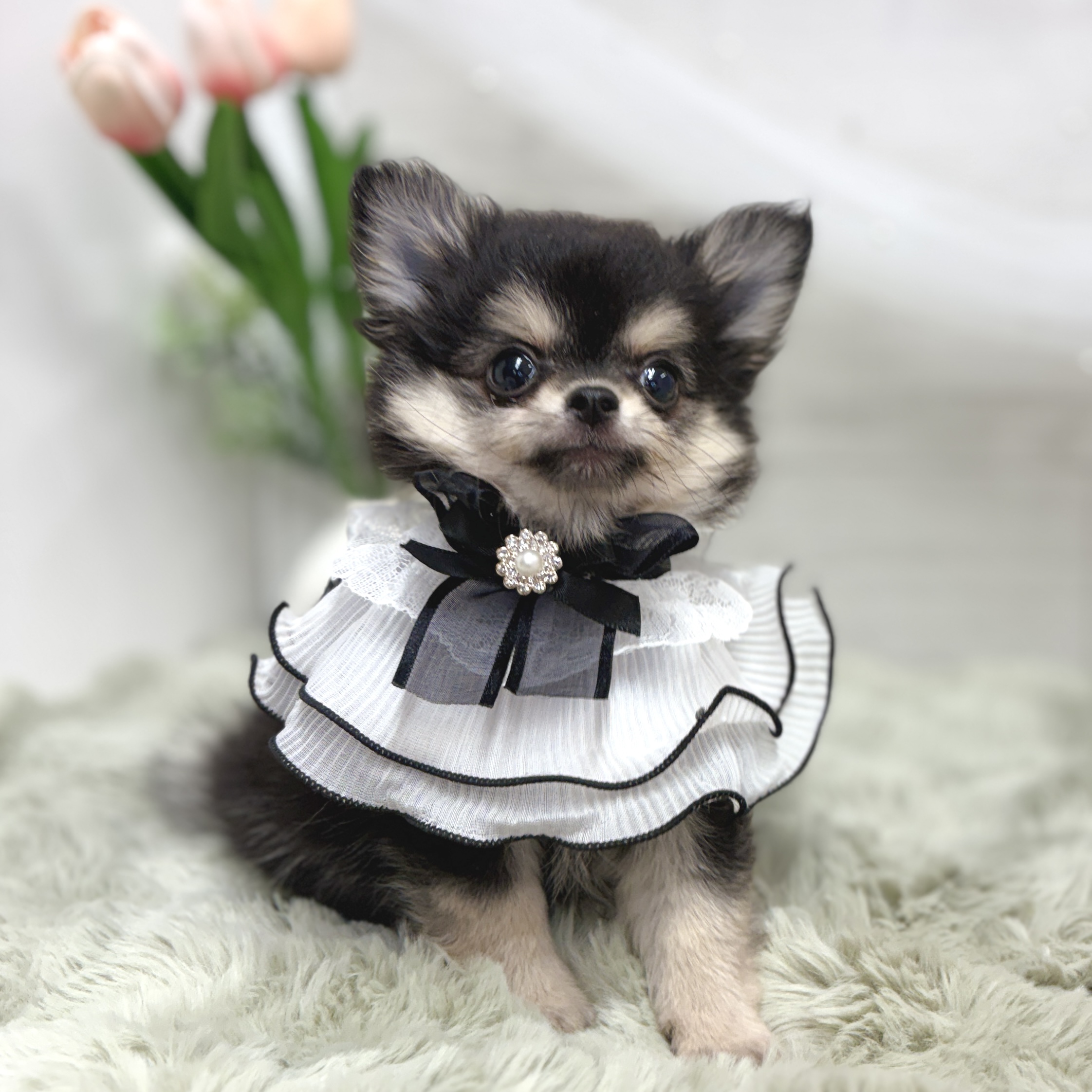 神奈川県のポメチワ/チワポメ/ポメチー(ポメラニアン×チワワ) (犬の家＆猫の里相模原店/2026年5月29日生まれ/女の子/ブラッククリーム)の子犬の3枚目の画像