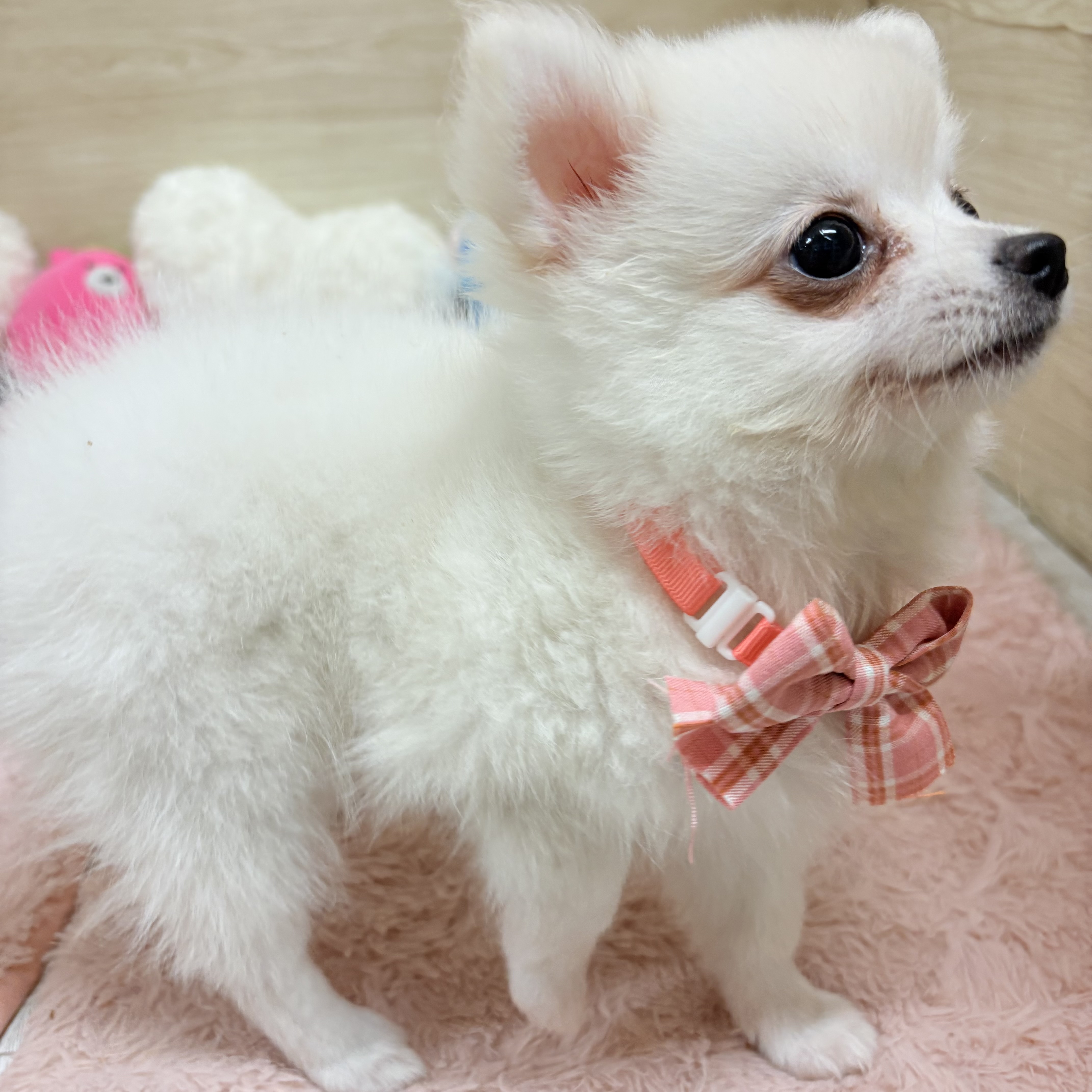 大阪府のポメチワ/チワポメ/ポメチー(ポメラニアン×チワワ) (犬の家＆猫の里そよら東岸和田店/2026年5月29日生まれ/女の子/クリーム)の子犬の3枚目の画像