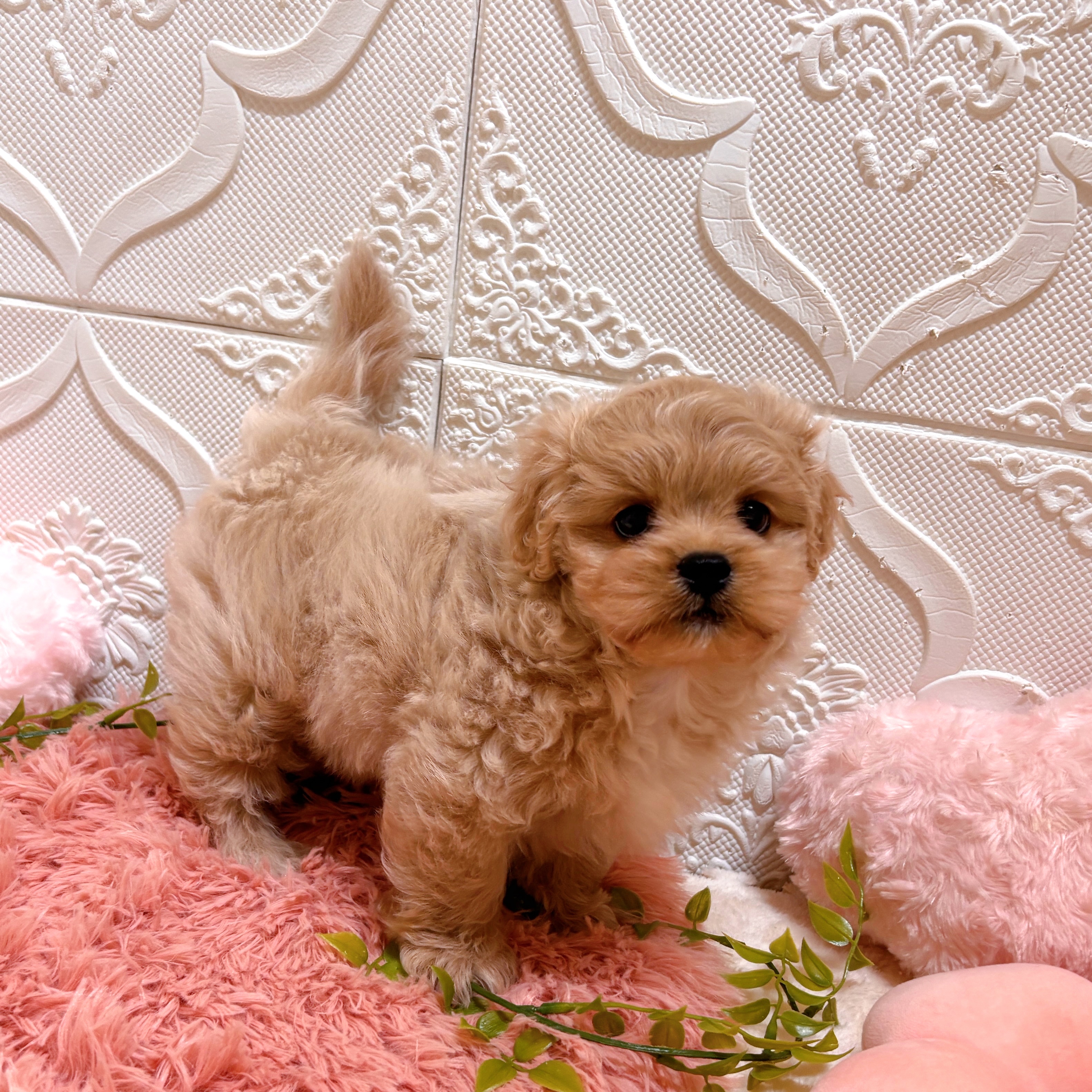 愛知県のペキプー(ペキニーズ×プードル) (犬の家＆猫の里岡崎店/2026年5月29日生まれ/男の子/クリーム)の子犬の3枚目の画像