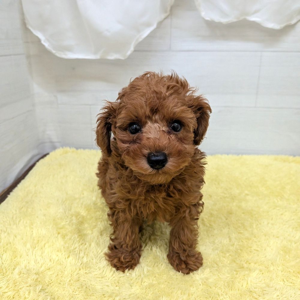 愛知県のトイプードル(トイ) (犬の家＆猫の里碧南店/2026年5月29日生まれ/男の子/レッドフォーン)の子犬の3枚目の画像