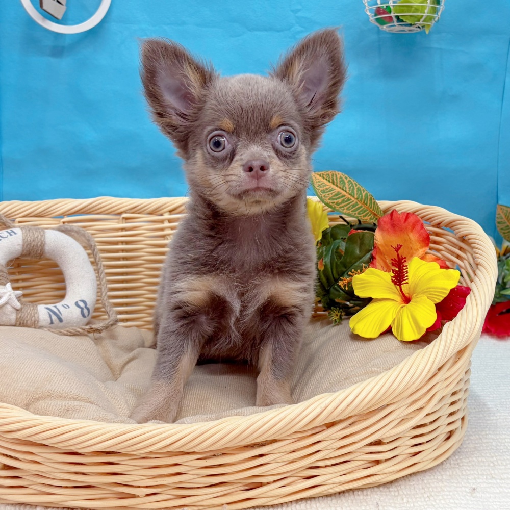 岐阜県のチワワ(ロング) (犬の家＆猫の里岐南店/2026年5月30日生まれ/男の子/イザベラクリーム)の子犬の3枚目の画像