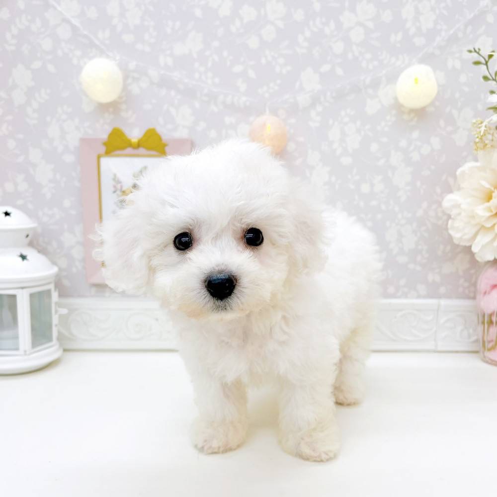 富山県のビションフリーゼ (犬の家＆猫の里富山店/2026年5月30日生まれ/女の子/ホワイト)の子犬の3枚目の画像
