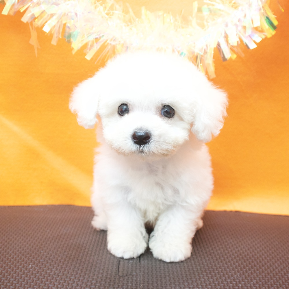 大阪府のビションフリーゼ (犬の家＆猫の里吹田店/2026年5月30日生まれ/男の子/ホワイト)の子犬の3枚目の画像