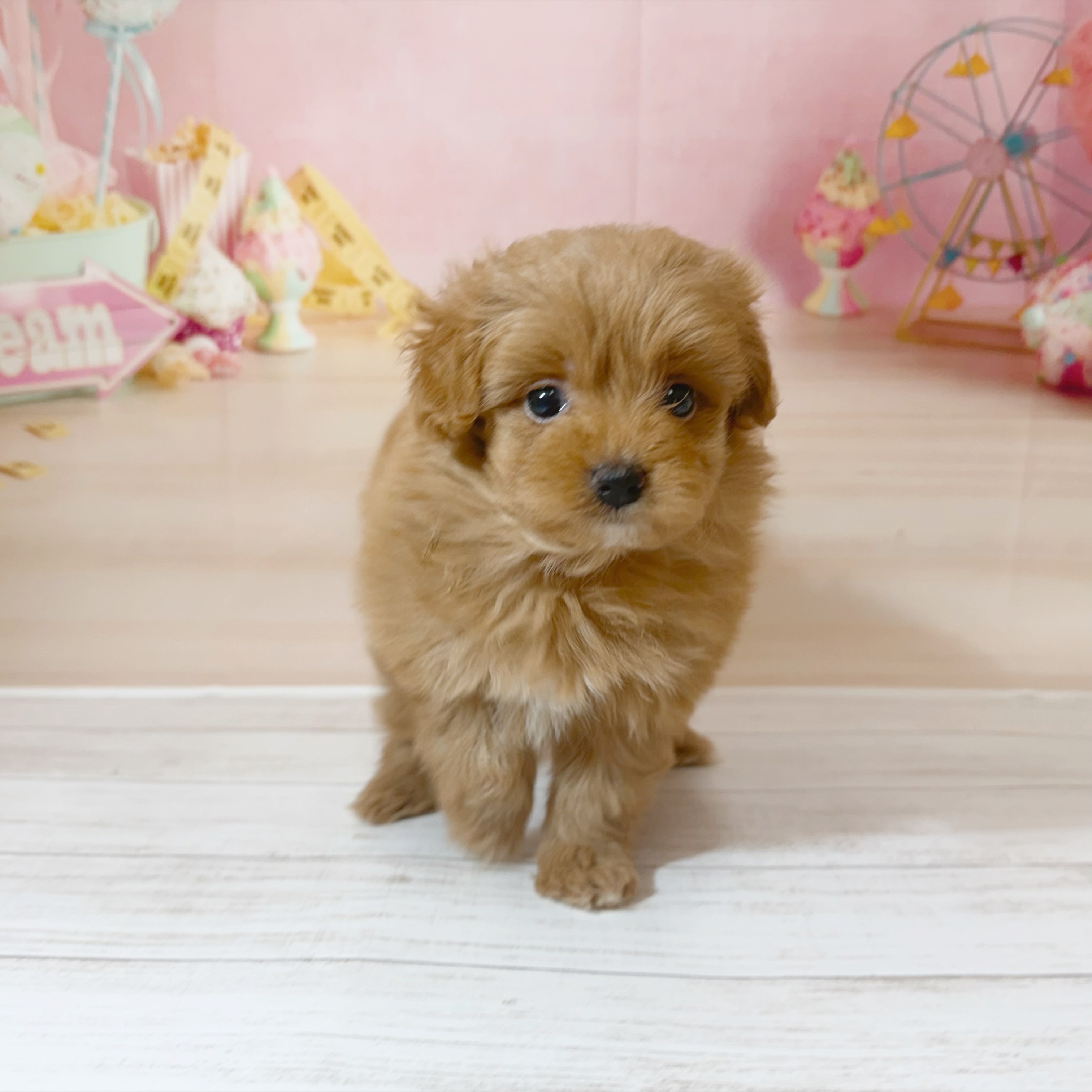 兵庫県のポメプー(ポメラニアン×プードル) (犬の家＆猫の里尼崎店/2026年5月30日生まれ/女の子/レッド)の子犬の3枚目の画像
