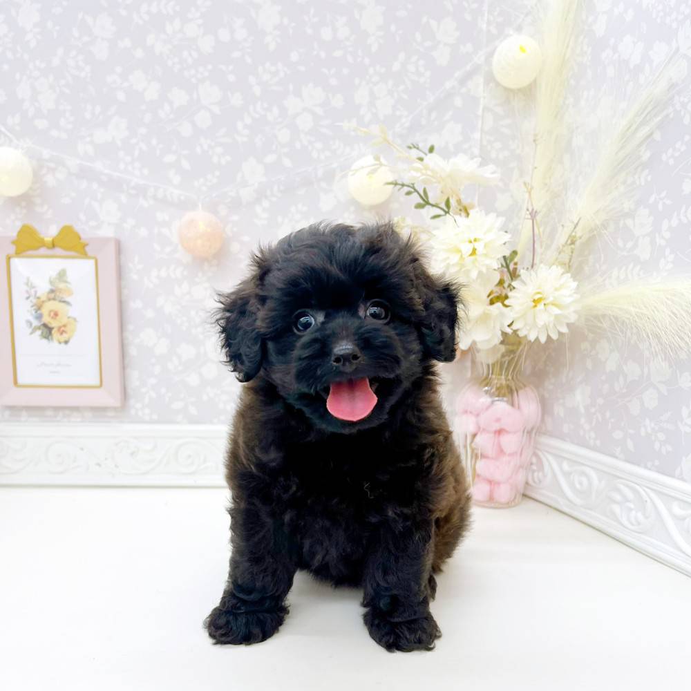 富山県のポメプー(ポメラニアン×プードル) (犬の家＆猫の里富山店/2026年5月30日生まれ/男の子/ブラック)の子犬の3枚目の画像