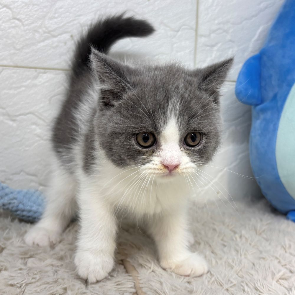 兵庫県のブリティッシュショートヘアー (犬の家＆猫の里ゆめタウン姫路店/2026年5月27日生まれ/男の子/ブルーホワイト)の子猫の3枚目の画像