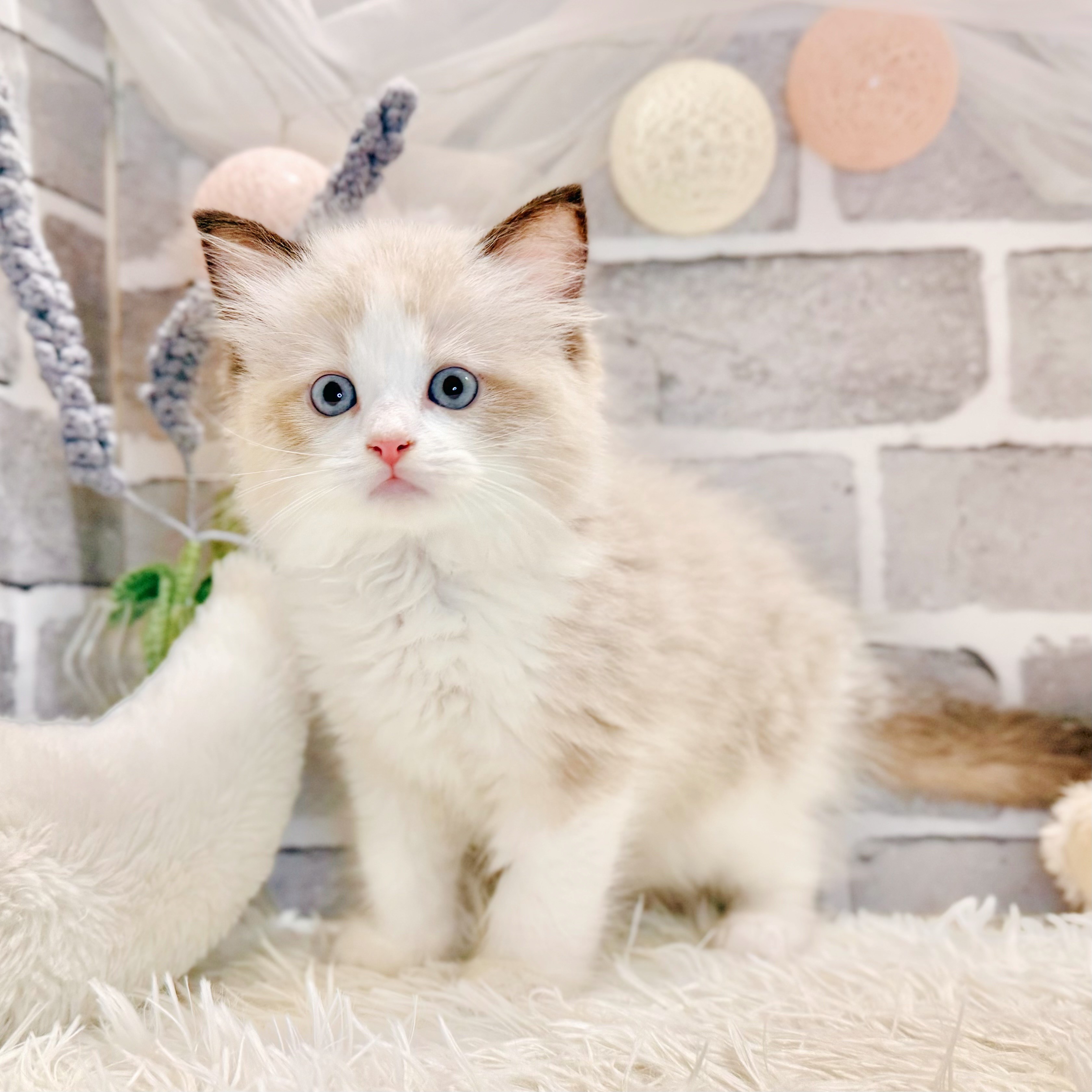 兵庫県のラグドール (犬の家＆猫の里神戸店/2026年5月30日生まれ/男の子/シールポイントバイカラー)の子猫の3枚目の画像