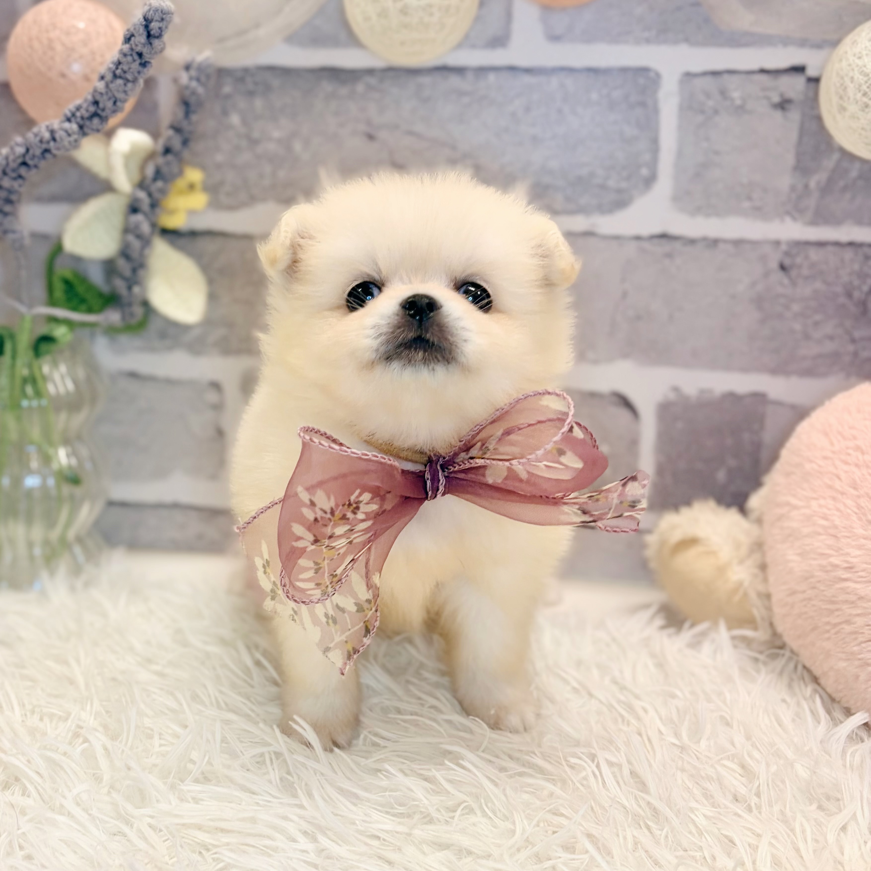 ハーフ犬女の子の写真