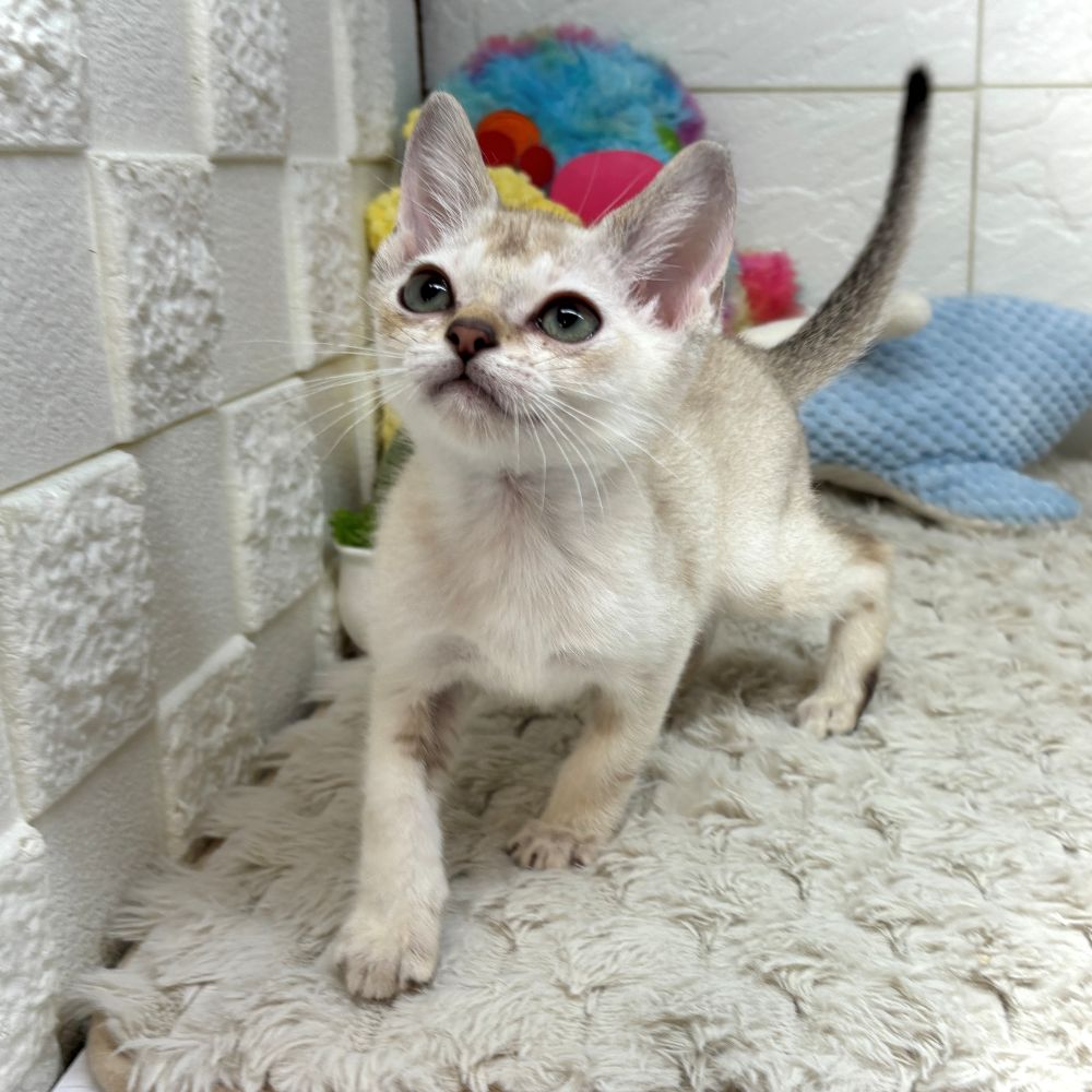 兵庫県のシンガプーラ (犬の家＆猫の里ゆめタウン姫路店/2026年5月28日生まれ/男の子/セピアアグーティ)の子猫の3枚目の画像