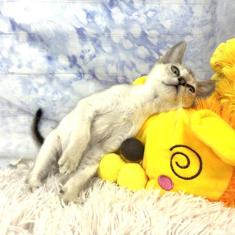兵庫県のシンガプーラ (犬の家＆猫の里川西店/2026年5月28日生まれ/男の子/セピアアグーティ)の子猫の3枚目の画像