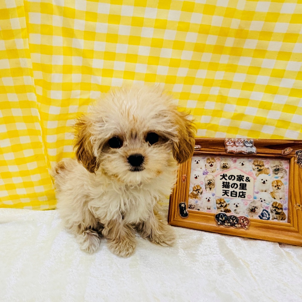 愛知県のマルプー(マルチーズ×プードル) (犬の家＆猫の里名古屋天白店/2026年5月31日生まれ/女の子/クリーム)の子犬の3枚目の画像