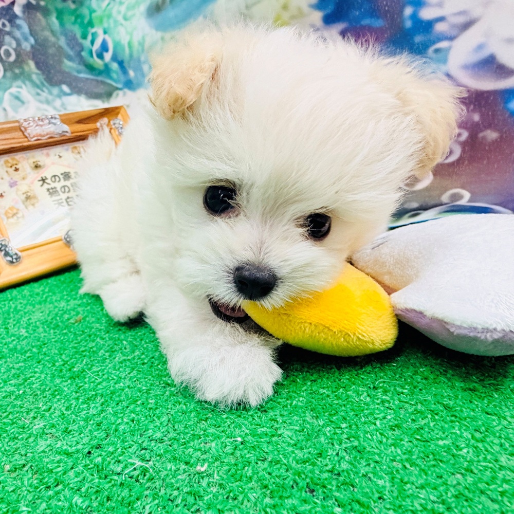愛知県のポメプー(ポメラニアン×プードル) (犬の家＆猫の里名古屋天白店/2026年5月31日生まれ/男の子/クリーム)の子犬の3枚目の画像
