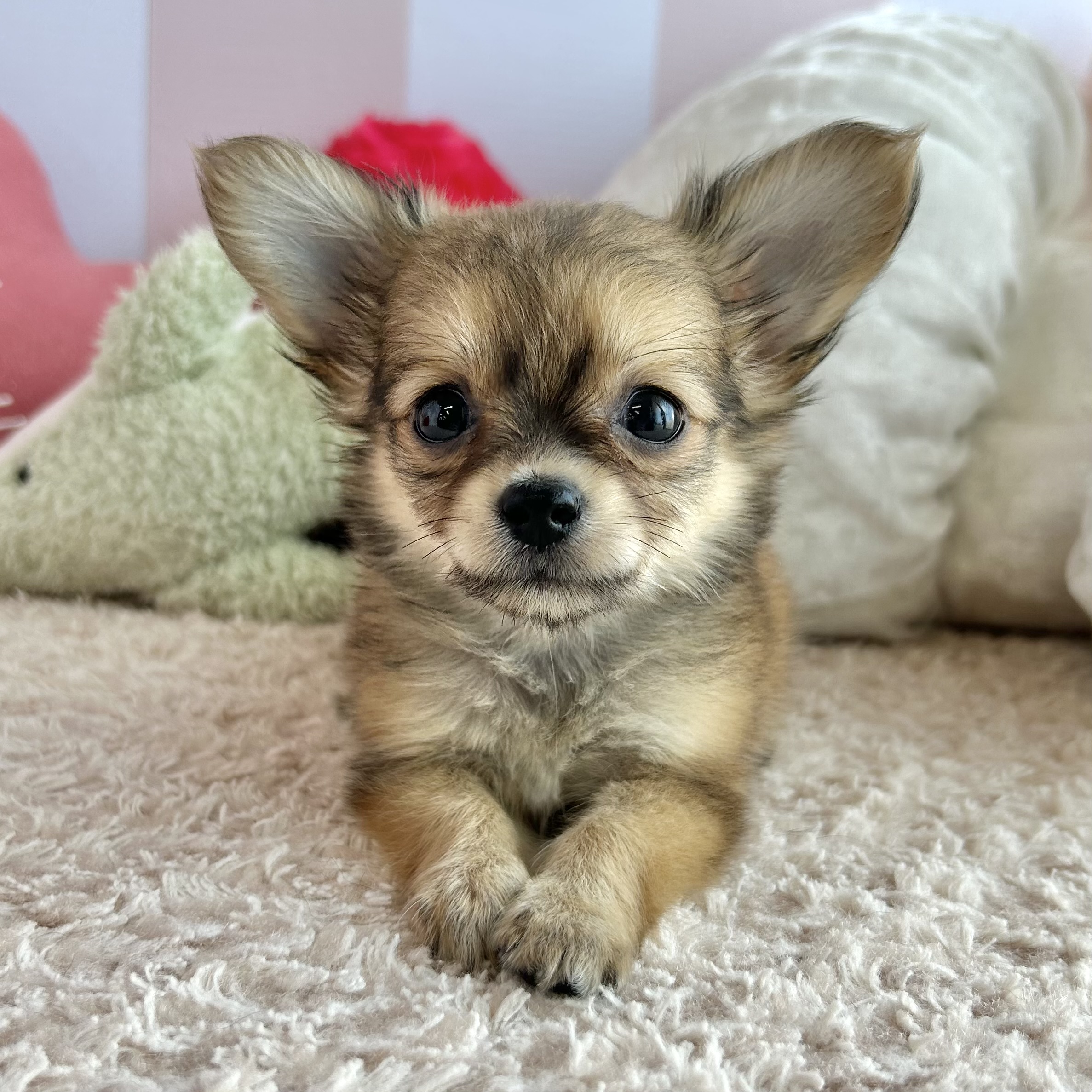 岡山県のチワックス(チワワ×ダックス) (犬の家＆猫の里倉敷中庄店/2026年5月30日生まれ/女の子/レッド)の子犬の3枚目の画像