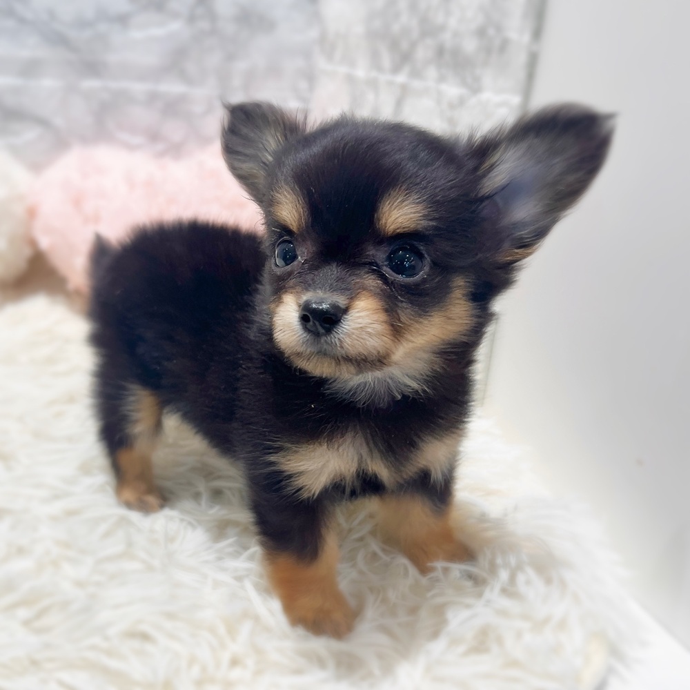 愛知県のチワックス(チワワ×ダックス) (犬の家＆猫の里MiO香久山店/2026年5月30日生まれ/女の子/ブラックタン)の子犬の3枚目の画像