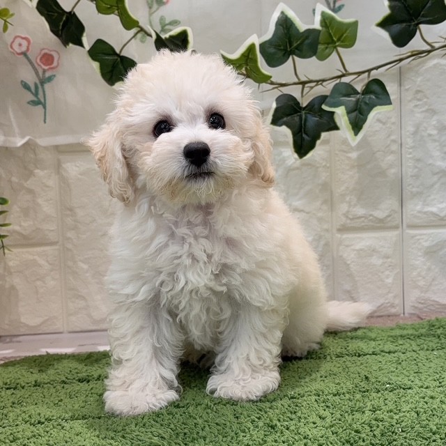 岡山県のビションプー(ビションフリーゼ×プードル) (犬の家＆猫の里倉敷店/2026年5月28日生まれ/女の子/ホワイト)の子犬の3枚目の画像