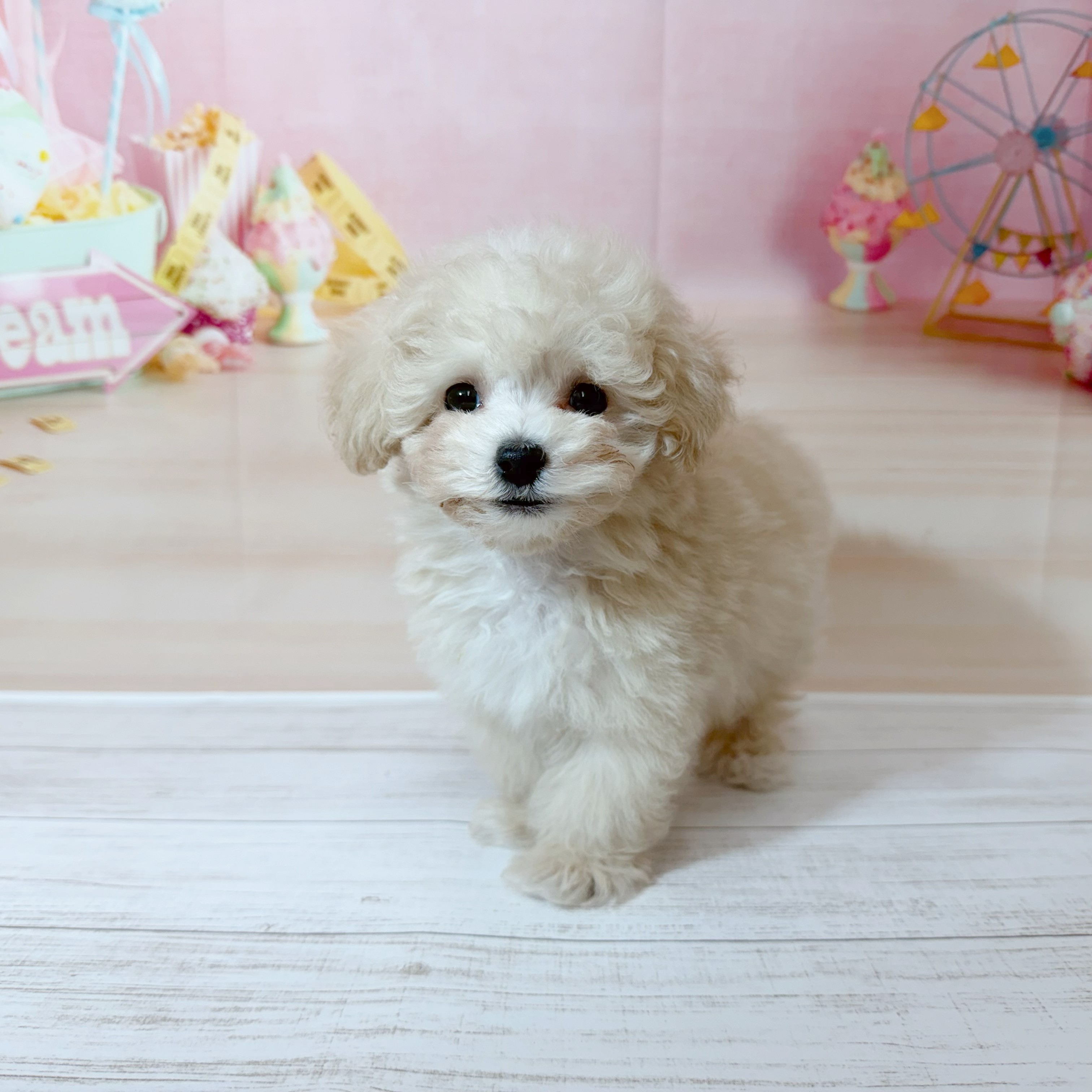 兵庫県のマルプー(マルチーズ×プードル) (犬の家＆猫の里尼崎店/2026年5月29日生まれ/男の子/クリーム)の子犬の3枚目の画像