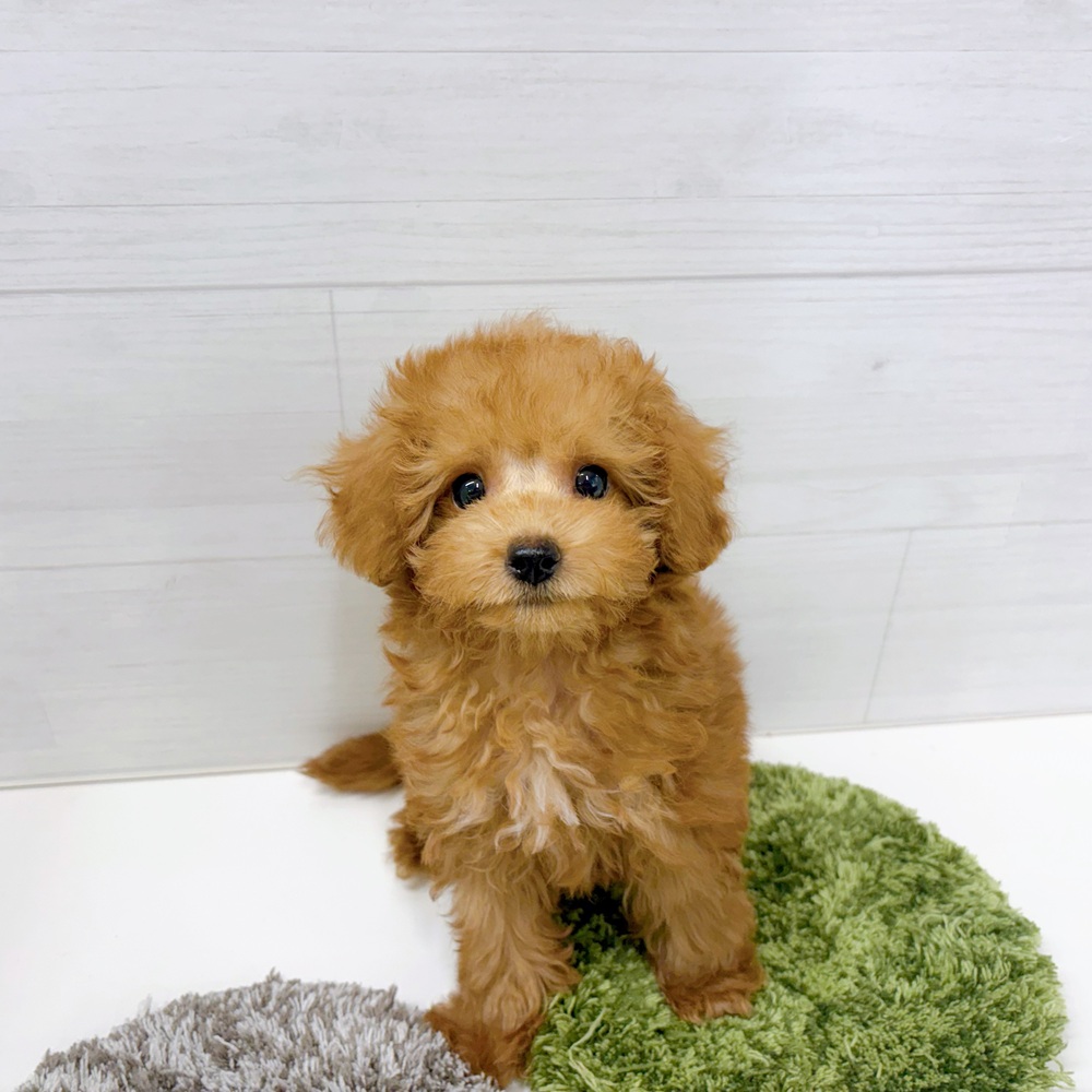石川県のトイプードル(トイ) (犬の家＆猫の里アミーゴ金沢おこばた店/2026年5月25日生まれ/男の子/レッド)の子犬の3枚目の画像