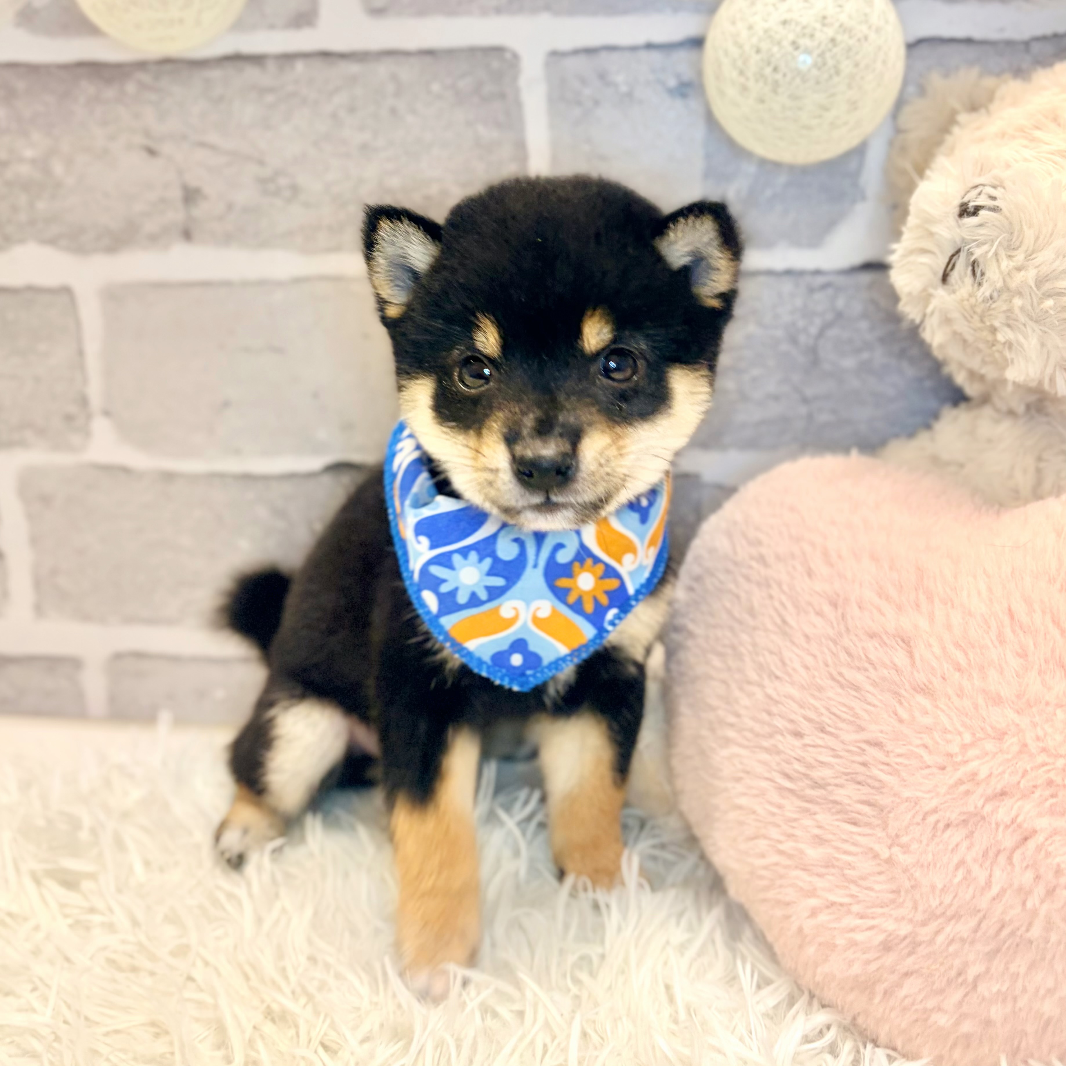 兵庫県の豆柴 (犬の家＆猫の里神戸店/2026年5月29日生まれ/男の子/黒)の子犬の3枚目の画像