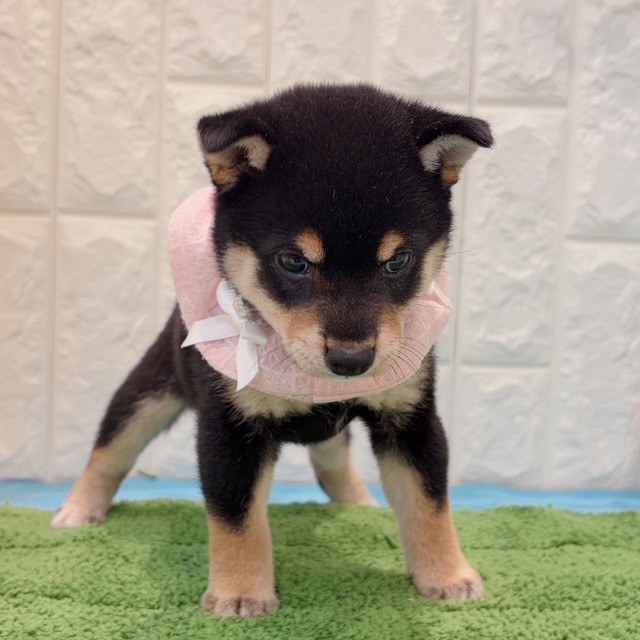 岡山県の豆柴 (犬の家＆猫の里倉敷店/2026年5月31日生まれ/女の子/黒)の子犬の3枚目の画像