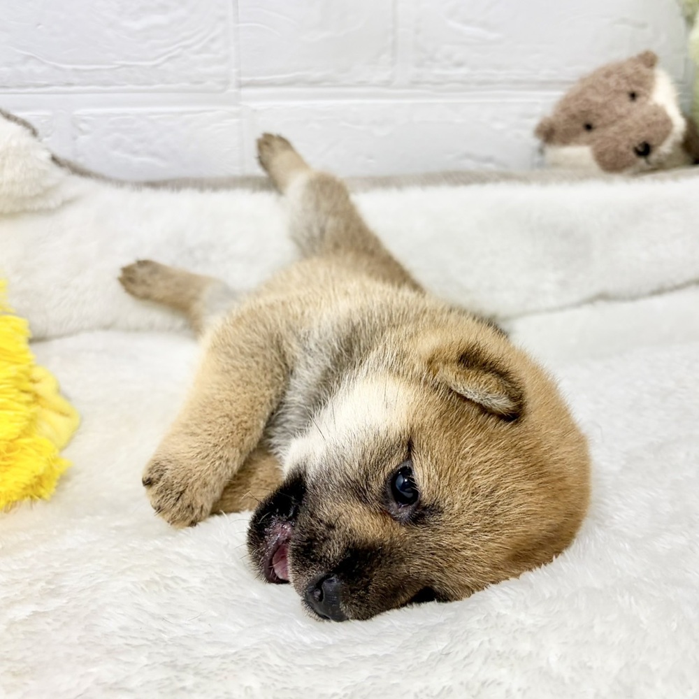 兵庫県の豆柴 (犬の家＆猫の里ニッケパークタウン加古川店/2026年5月31日生まれ/女の子/赤)の子犬の3枚目の画像
