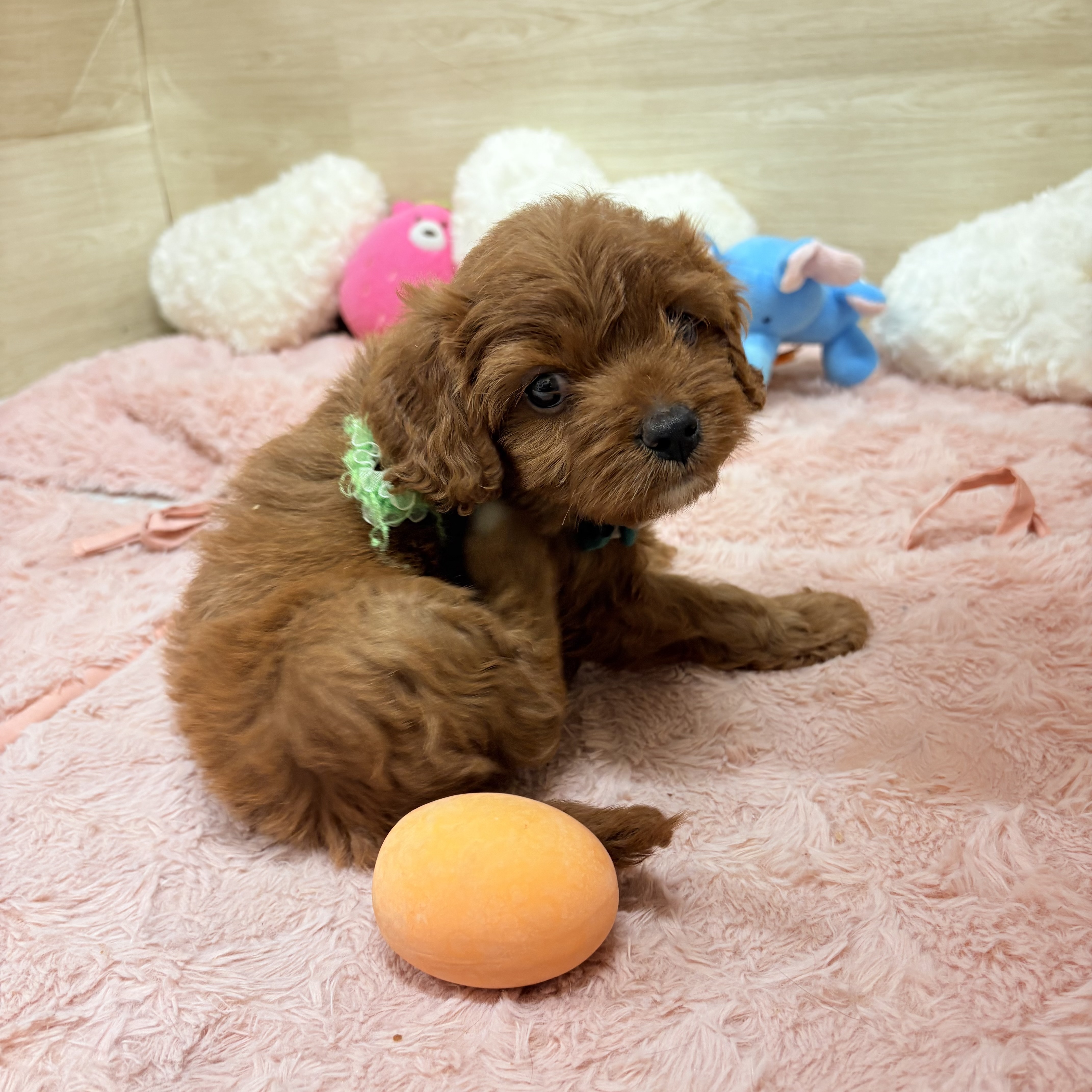 大阪府のキャバプー(キャバリア×プードル) (犬の家＆猫の里そよら東岸和田店/2026年5月31日生まれ/女の子/レッド)の子犬の3枚目の画像