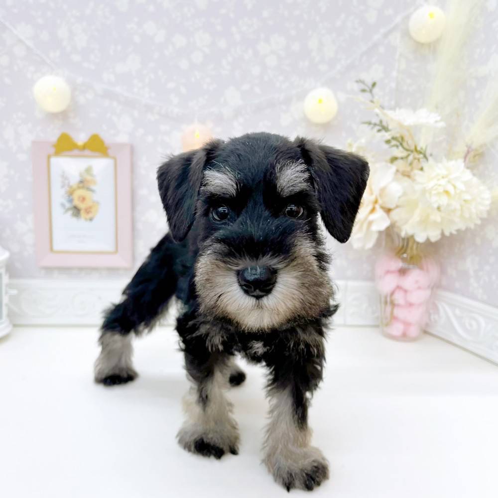 富山県のミニチュアシュナウザー (犬の家＆猫の里富山店/2026年5月31日生まれ/男の子/ブラックシルバー)の子犬の3枚目の画像
