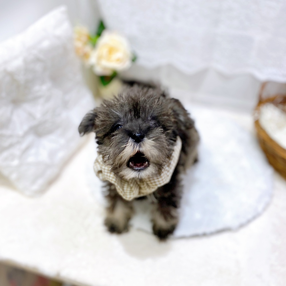 滋賀県のミニチュアシュナウザー (犬の家＆猫の里長浜店/2026年5月30日生まれ/男の子/ソルトペッパー)の子犬の3枚目の画像
