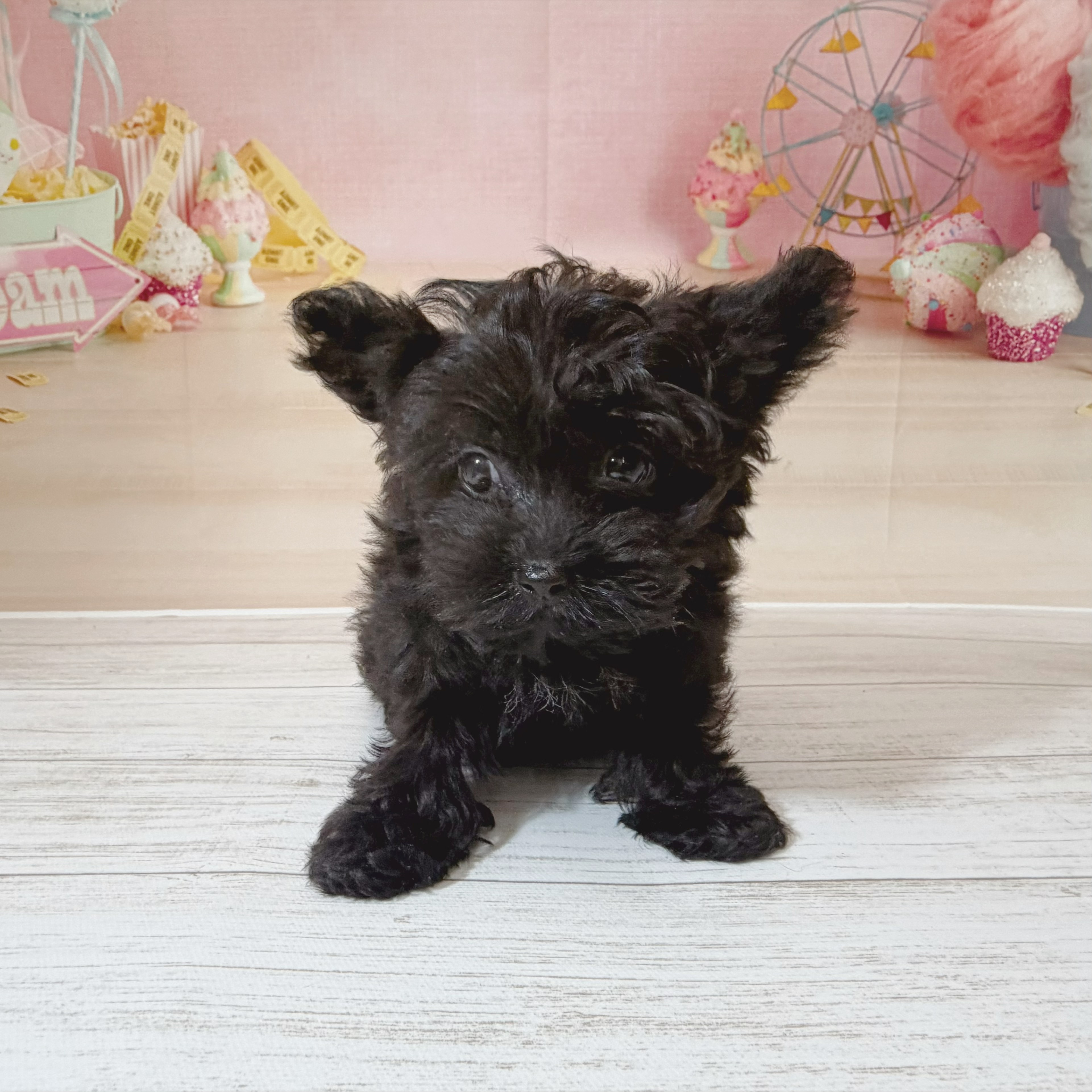 兵庫県のヨープー(ヨークシャーテリア×プードル) (犬の家＆猫の里尼崎店/2026年5月29日生まれ/男の子/ブラック)の子犬の3枚目の画像