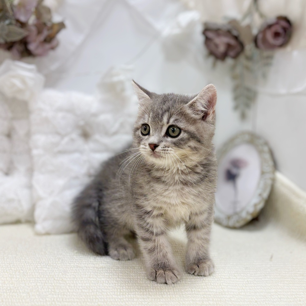 岐阜県のマンチカン (犬の家＆猫の里カラフルタウン岐阜店/2026年5月28日生まれ/男の子/ブルータビー)の子猫の3枚目の画像