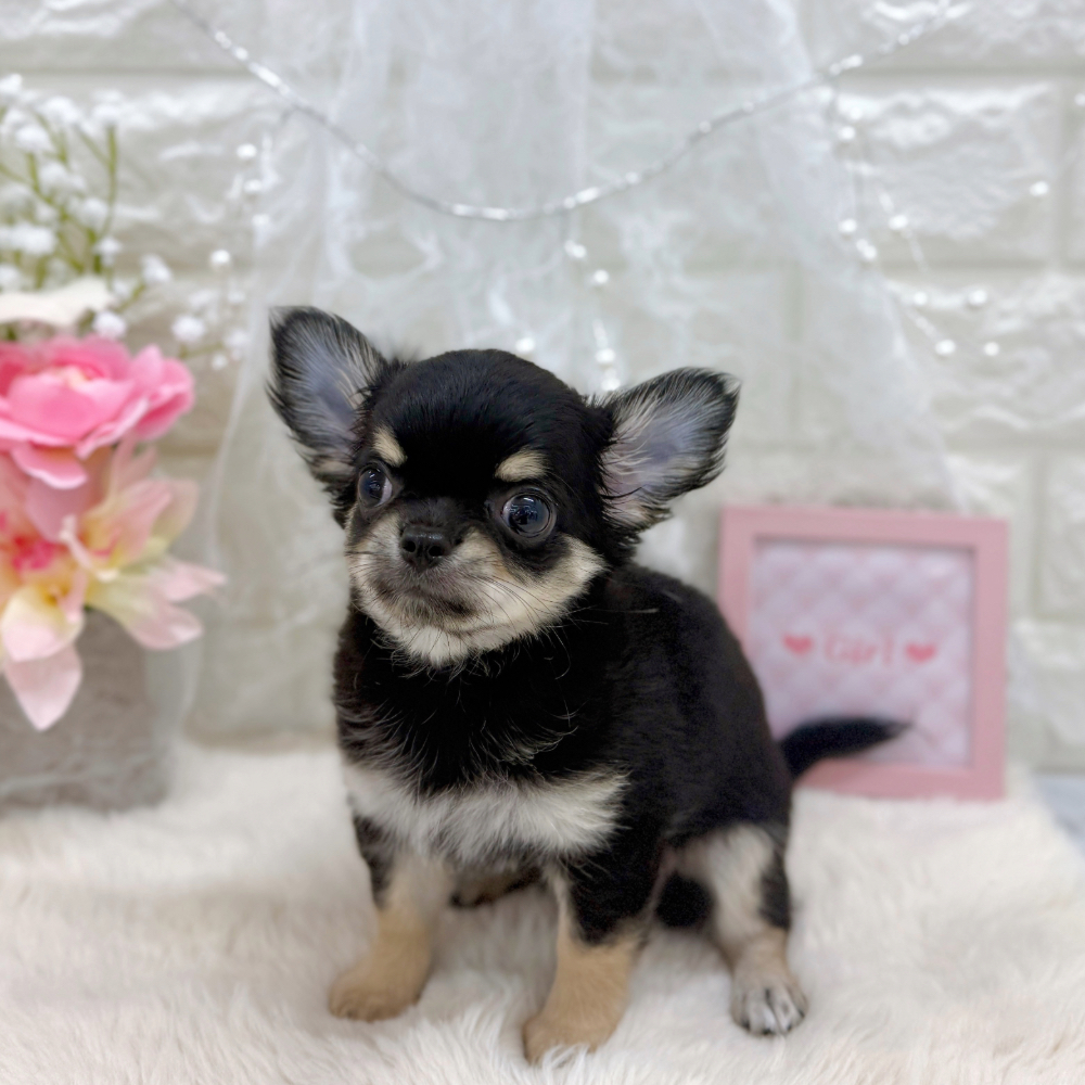 福井県のチワワ(ロング) (犬の家＆猫の里アミーゴ福井大和田店/2026年5月30日生まれ/女の子/ブラッククリーム)の子犬の3枚目の画像