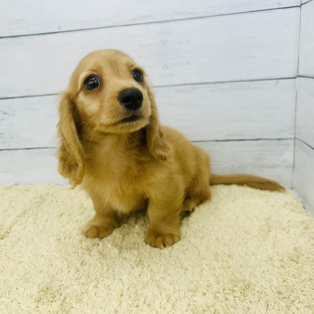 愛知県のミニチュアダックスフンド(ロング) (犬の家＆猫の里七宝店/2026年5月25日生まれ/男の子/ゴールド)の子犬の3枚目の画像