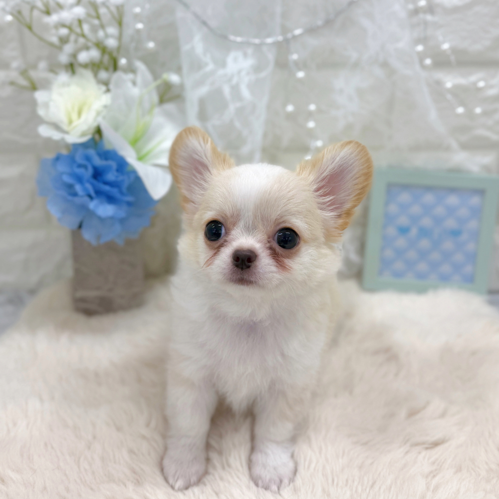 福井県のチワワ(ロング) (犬の家＆猫の里アミーゴ福井大和田店/2026年5月31日生まれ/男の子/クリームホワイト)の子犬の3枚目の画像