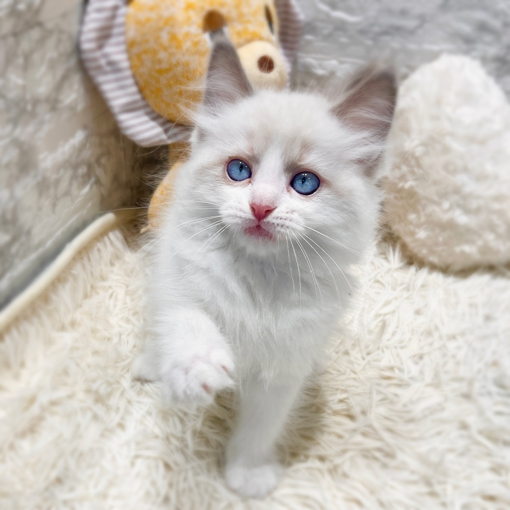 愛知県のラグドール (犬の家＆猫の里MiO香久山店/2026年5月31日生まれ/男の子/シールポイントバイカラー)の子猫の3枚目の画像